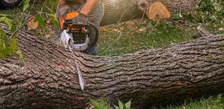 Best Tree and Shrub Care  in Woodbine, IA