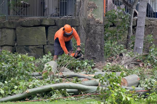 How Our Tree Care Process Works  in  Woodbine, IA